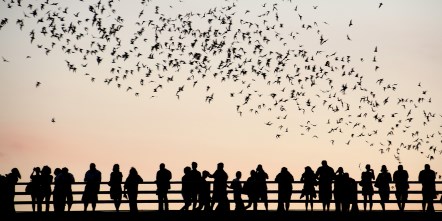 Congress Street Bridge Bat Flight Attraction